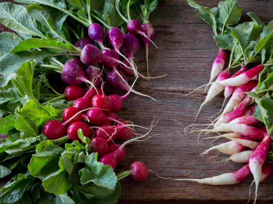 can you freeze radishes