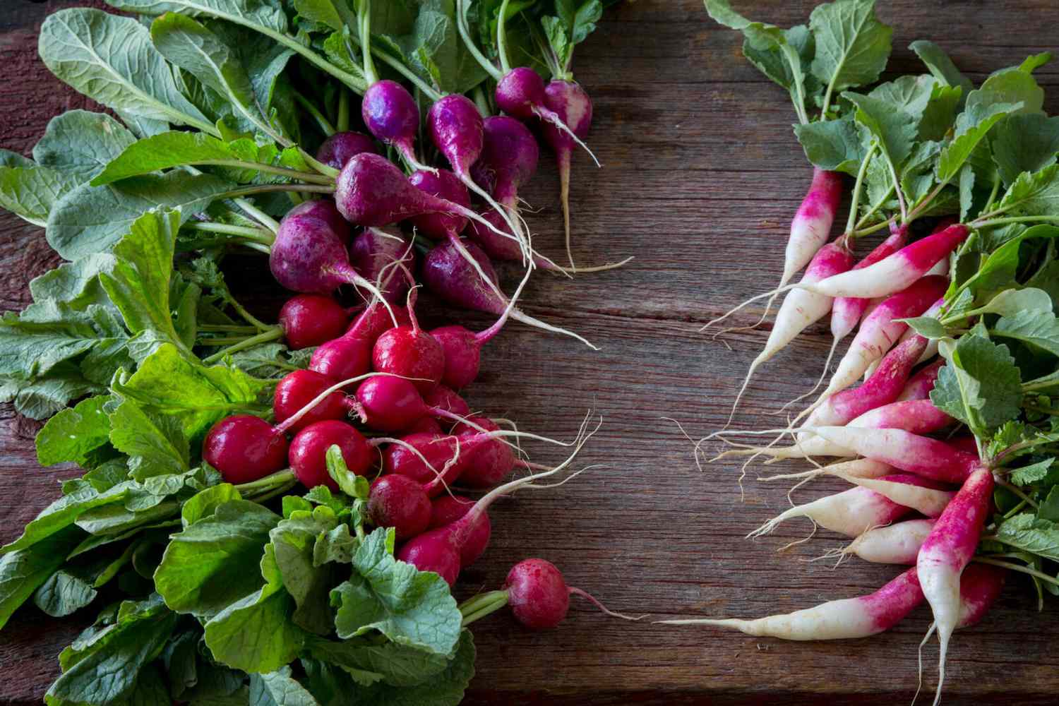 can you freeze radishes