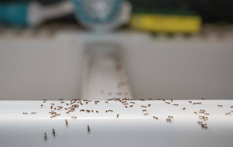 How to Get Rid of Small Ants Around Kitchen Sink