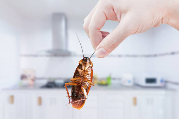 Keeping Your Kitchen Cabinets Clean and Roach Free